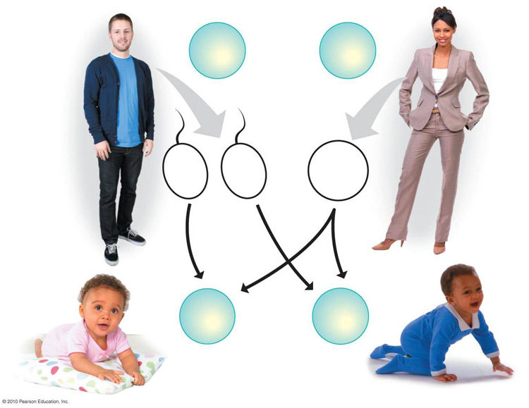 ch_9_sex_determination1330034784723.