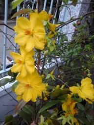 Nguyễn Trần Lâm